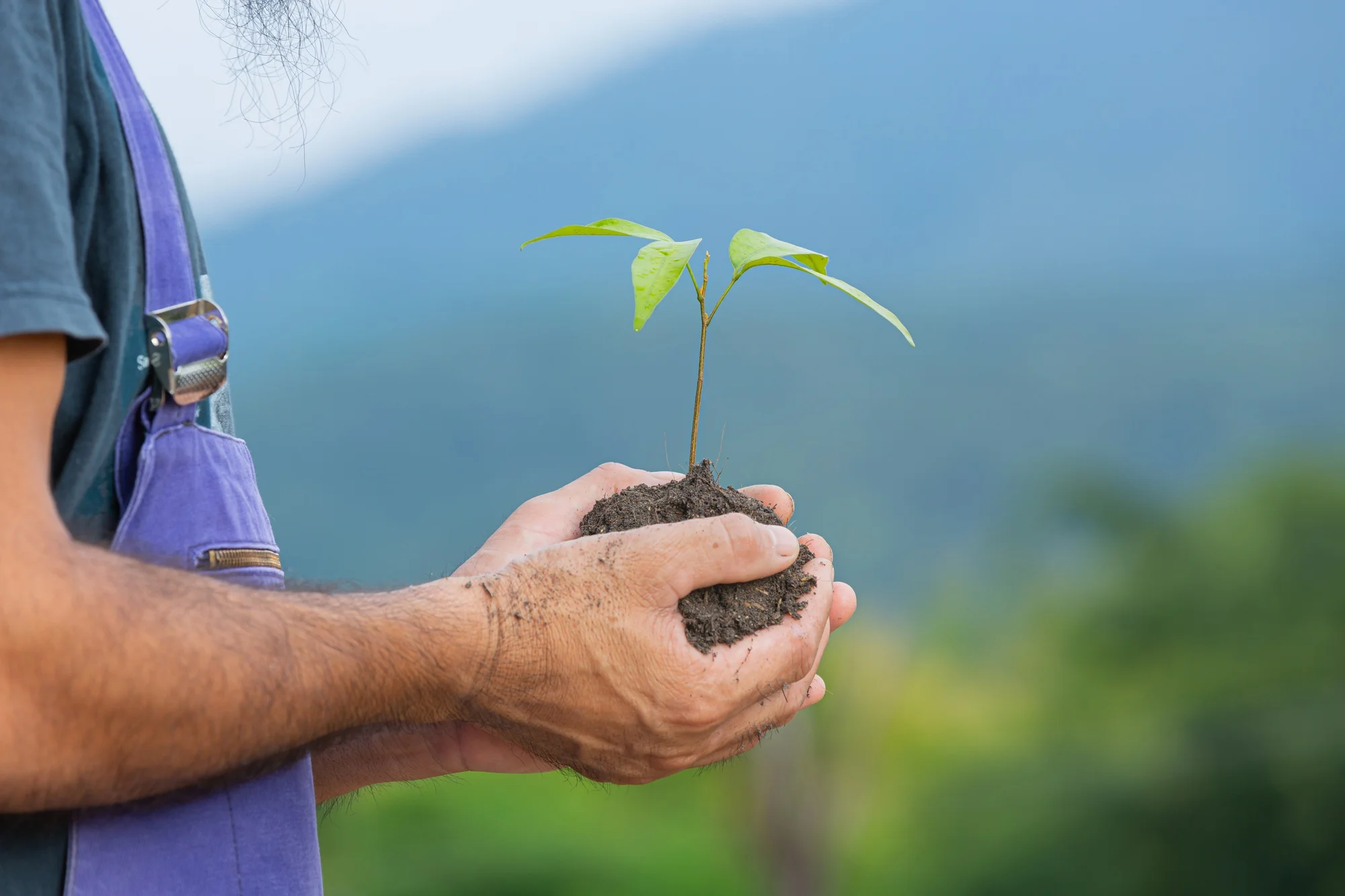 Image of volunteers planting trees in a green field