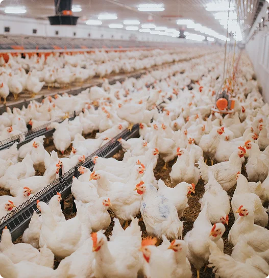 Fahim Poultry Dairy Farm Ltd